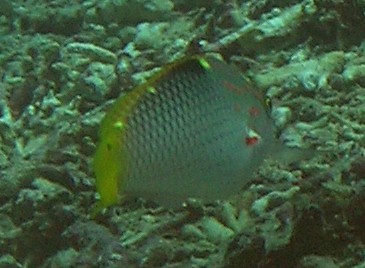 Halichoeres hortulanus 00540.JPG